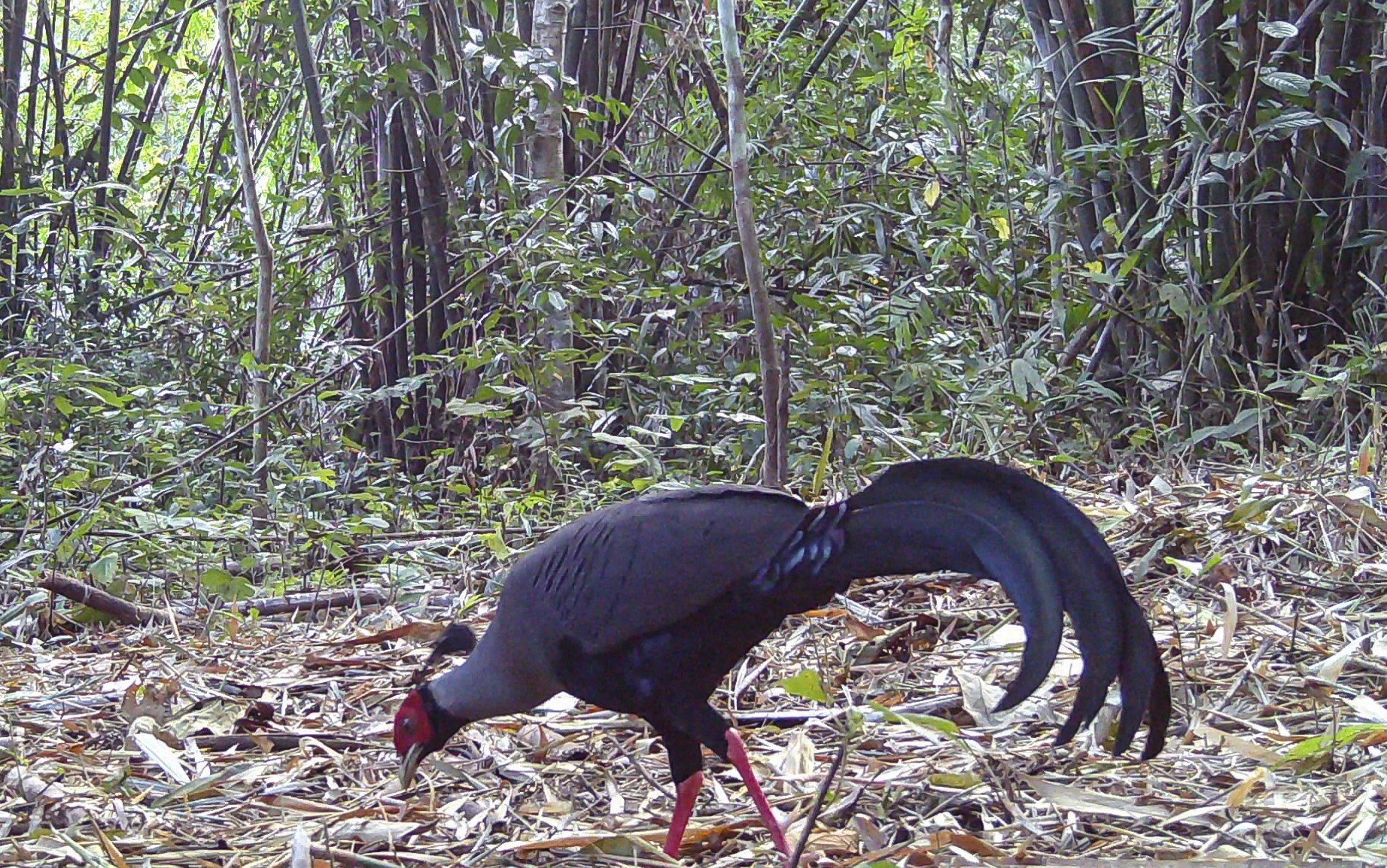 Kh&aacute;m ph&aacute; Vườn Quốc gia Chư Mom Ray - kho B&aacute;u động vật q&uacute;y hiếm T&acirc;y Nguy&ecirc;n - Ảnh 2.