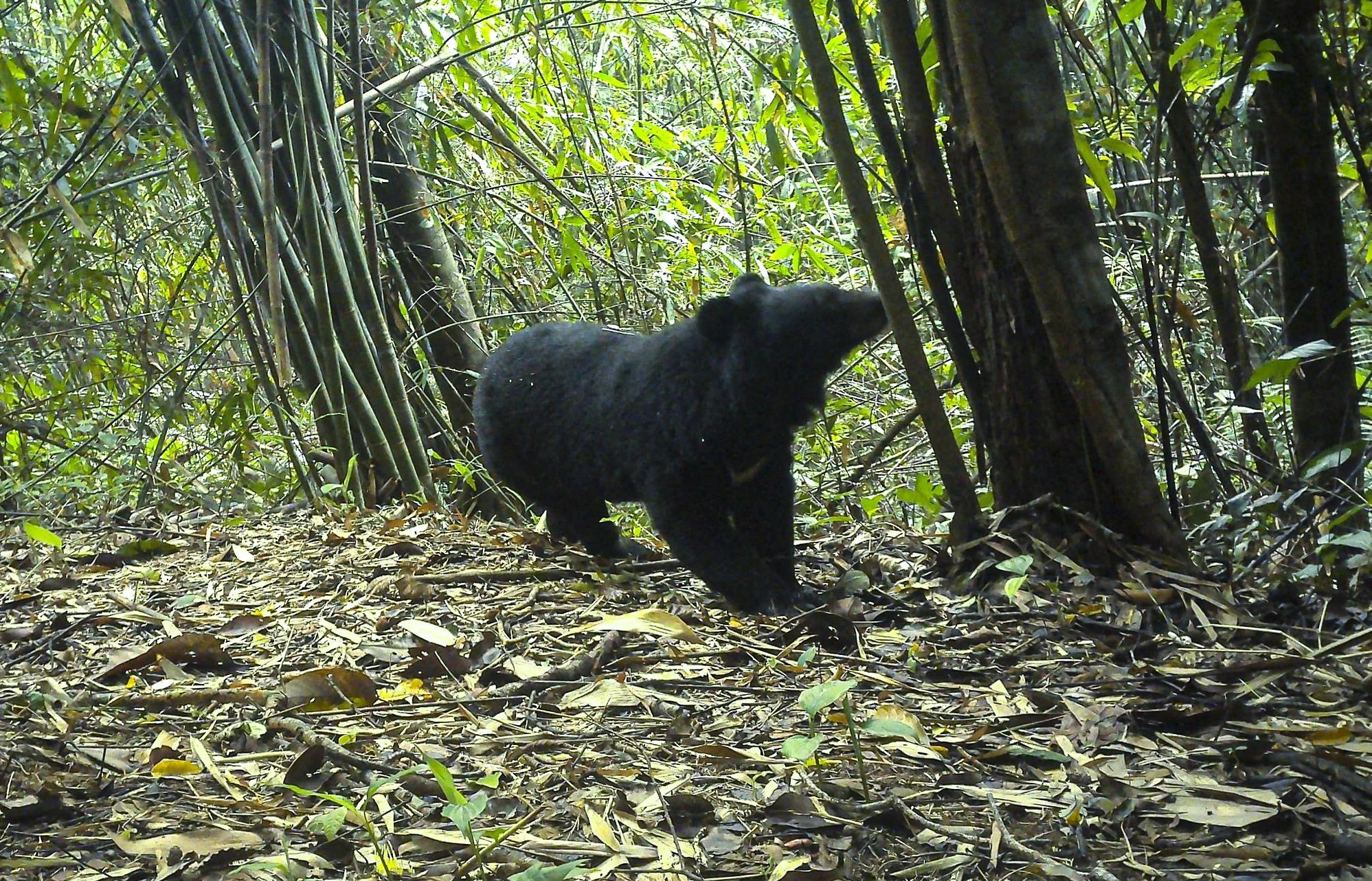 Kh&aacute;m ph&aacute; Vườn Quốc gia Chư Mom Ray - kho B&aacute;u động vật q&uacute;y hiếm T&acirc;y Nguy&ecirc;n - Ảnh 3.