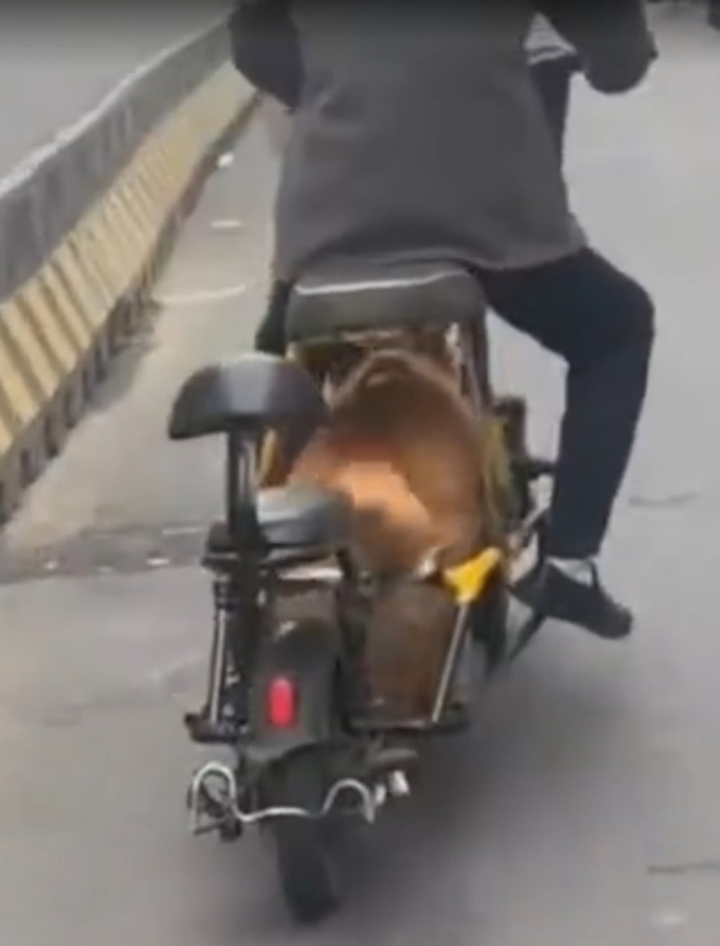 Người đ&agrave;n &ocirc;ng Trung Quốc biến th&uacute; cưng th&agrave;nh &ldquo;động cơ sống&rdquo;, cảnh tượng tr&ecirc;n đường khiến mạng x&atilde; hội phẫn nộ - Ảnh 1.