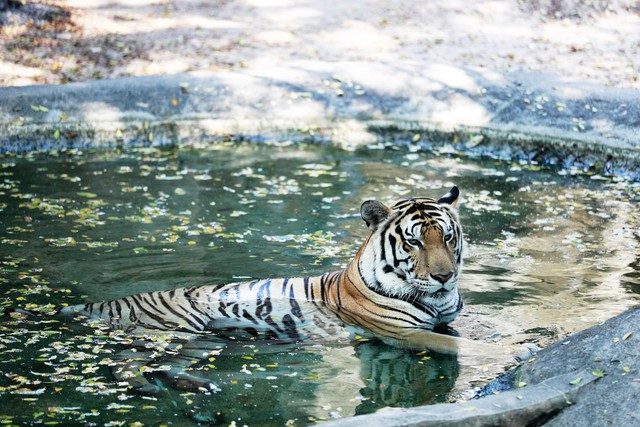 Khu du lịch Đại Nam của vợ chồng bà Nguyễn Phương Hằng từng gây chú ý với công trình quy tụ 800 cá thể quý hiếm với mô hình "mở" đầu tiên ở Việt Nam - Ảnh 1. Khu du lịch Đại Nam của vợ chồng bà Nguyễn Phương Hằng từng gây chú ý với công trình quy tụ 800 cá thể quý hiếm với mô hình "mở" đầu tiên ở Việt Nam - Ảnh 1.