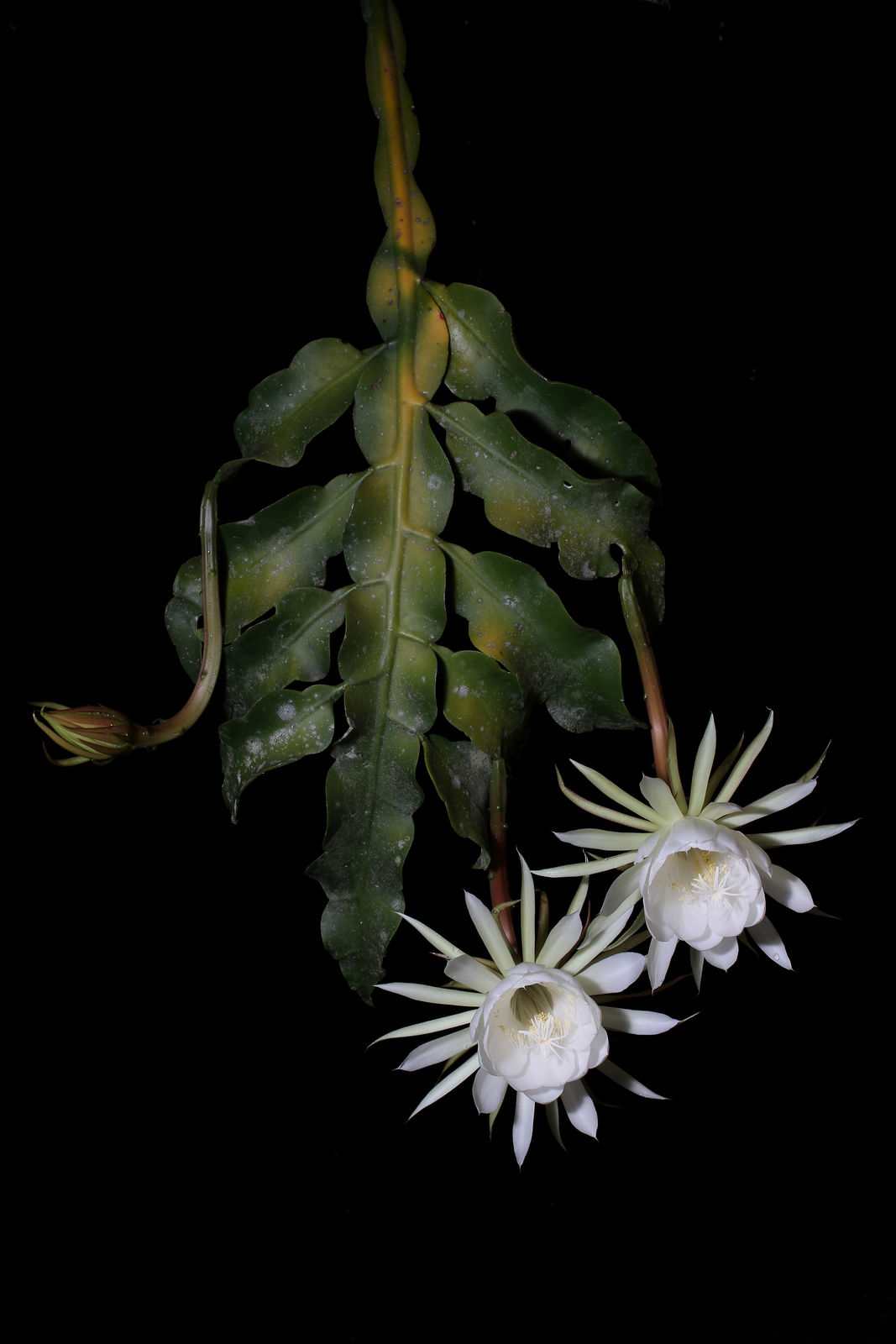 6 loại c&acirc;y nở hoa v&agrave;o ban đ&ecirc;m, n&ecirc;n trồng trong vườn nh&agrave; ngay - Ảnh 4.