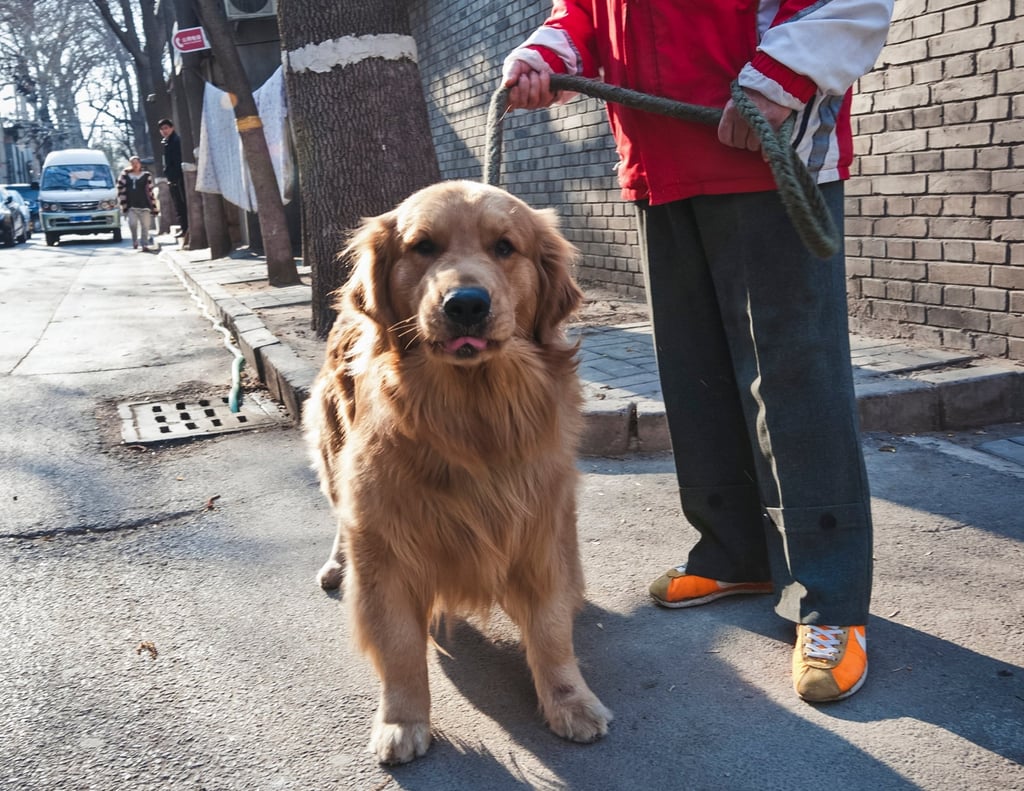 Người đ&agrave;n &ocirc;ng Trung Quốc biến th&uacute; cưng th&agrave;nh &ldquo;động cơ sống&rdquo;, cảnh tượng tr&ecirc;n đường khiến mạng x&atilde; hội phẫn nộ - Ảnh 2.