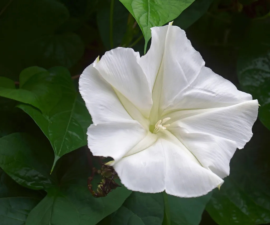 6 loại c&acirc;y nở hoa v&agrave;o ban đ&ecirc;m, n&ecirc;n trồng trong vườn nh&agrave; ngay - Ảnh 1.