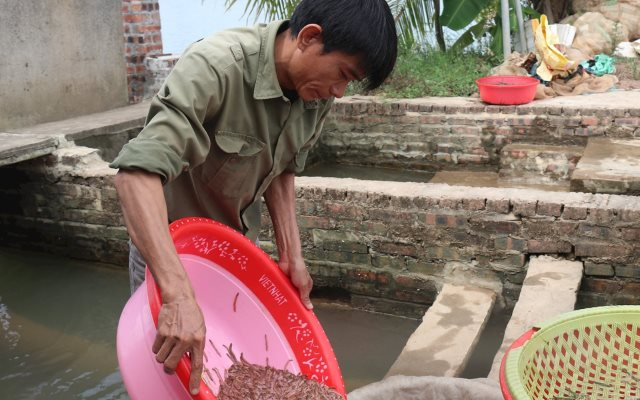 N&ocirc;ng d&acirc;n Hải Ph&ograve;ng thu 25 tỷ/năm nhờ nu&ocirc;i lo&agrave;i vật b&ograve; "nhung nh&uacute;c" d&agrave;y đặc, k&eacute;o cả du kh&aacute;ch đến vớt - Ảnh 1.
