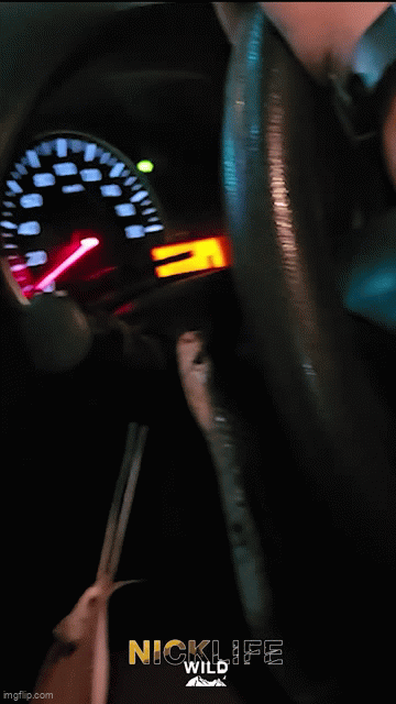 Chuyên gia bắt rắn... - Ảnh 1.