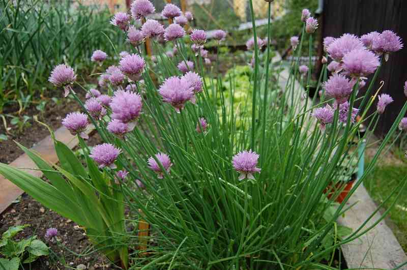 3 c&acirc;y dụ rắn v&agrave;o nh&agrave; v&agrave; 2 c&acirc;y khiến rắn sợ h&atilde;i bạn kh&ocirc;ng n&ecirc;n bỏ qua - Ảnh 6.