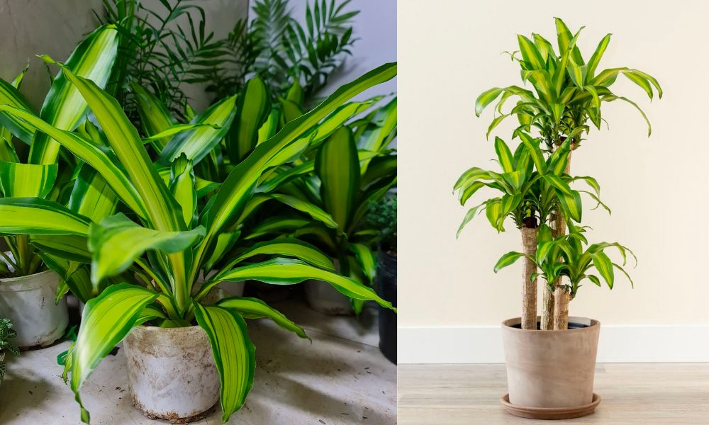 3 loại c&acirc;y gi&uacute;p t&acirc;m trạng tốt l&ecirc;n từng ng&agrave;y: Biết trồng c&ograve;n khỏe &ldquo;to&agrave;n th&acirc;n&rdquo; - Ảnh 2.