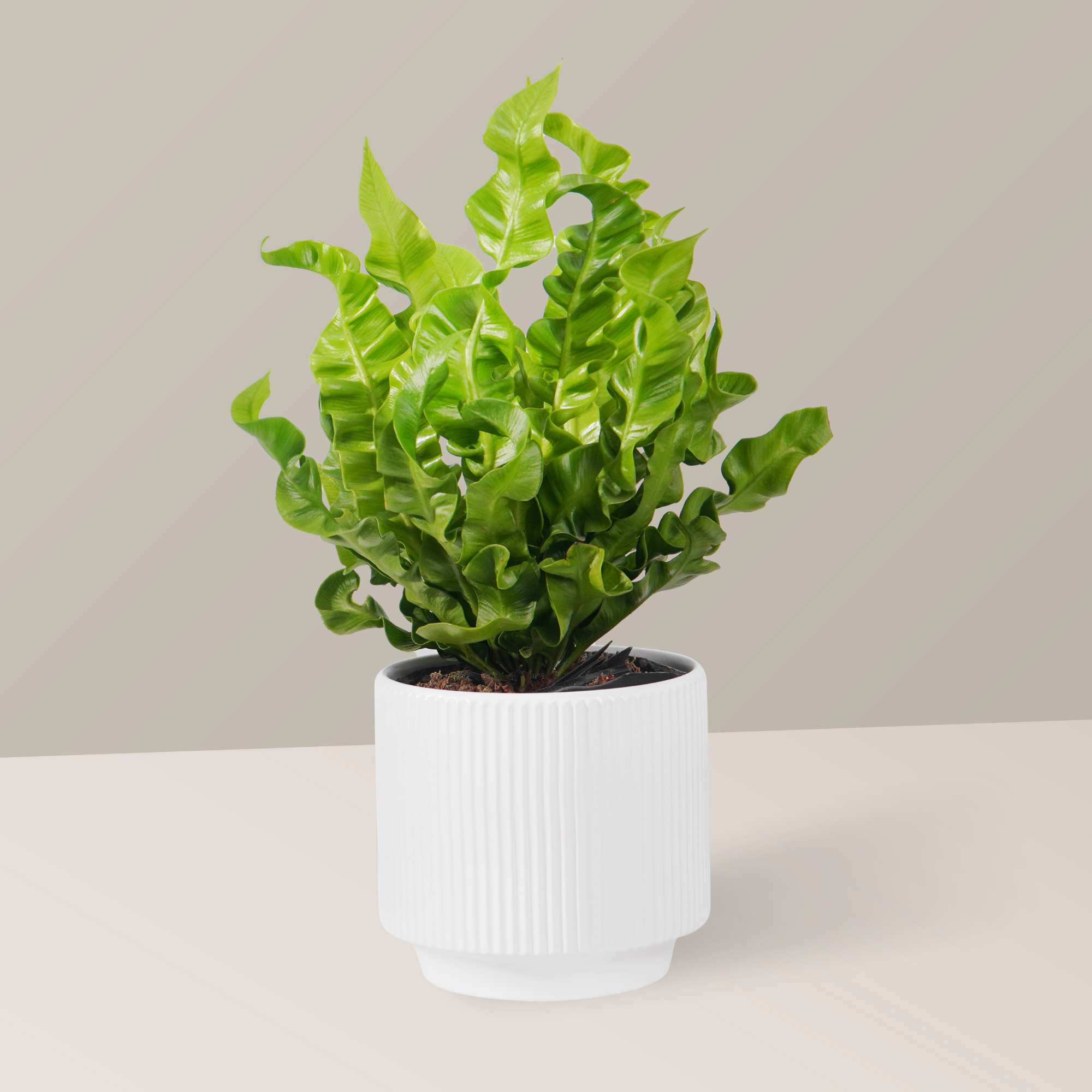 3 loại c&acirc;y gi&uacute;p t&acirc;m trạng tốt l&ecirc;n từng ng&agrave;y: Biết trồng c&ograve;n khỏe &ldquo;to&agrave;n th&acirc;n&rdquo; - Ảnh 3.