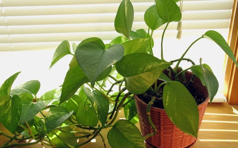 3 c&acirc;y dụ rắn v&agrave;o nh&agrave; v&agrave; 2 c&acirc;y khiến rắn sợ h&atilde;i bạn kh&ocirc;ng n&ecirc;n bỏ qua - Ảnh 4.