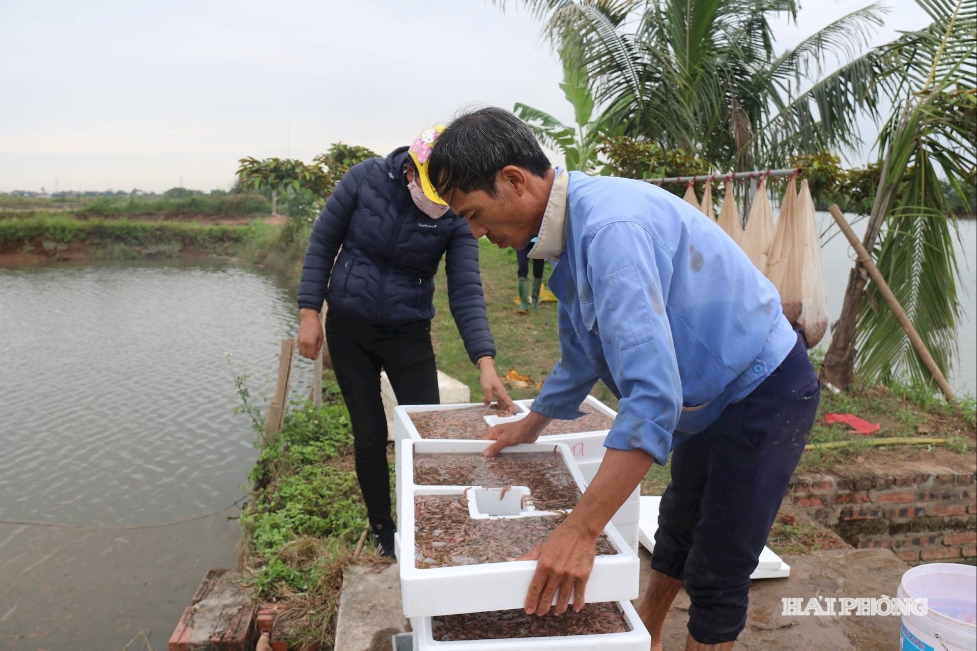 N&ocirc;ng d&acirc;n Hải Ph&ograve;ng thu 25 tỷ/năm nhờ nu&ocirc;i lo&agrave;i vật b&ograve; "nhung nh&uacute;c" d&agrave;y đặc, k&eacute;o cả du kh&aacute;ch đến vớt - Ảnh 2.