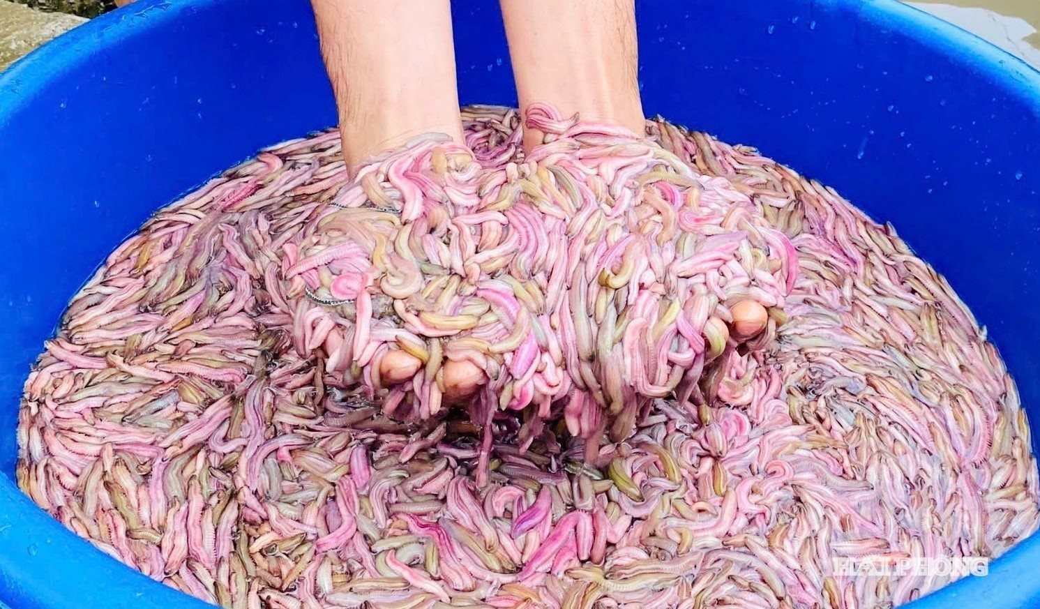 N&ocirc;ng d&acirc;n Hải Ph&ograve;ng thu 25 tỷ/năm nhờ nu&ocirc;i lo&agrave;i vật b&ograve; "nhung nh&uacute;c" d&agrave;y đặc, k&eacute;o cả du kh&aacute;ch đến vớt - Ảnh 3.