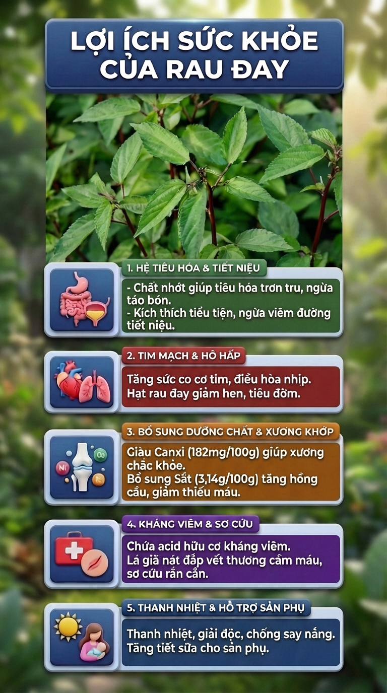 Việt Nam c&oacute; loại rau người Nhật v&iacute; l&agrave; "nh&acirc;n s&acirc;m xanh": Giảm mỡ m&aacute;u, bổ tim nhưng nhiều người ch&ecirc; kh&ocirc;ng ăn - Ảnh 1.