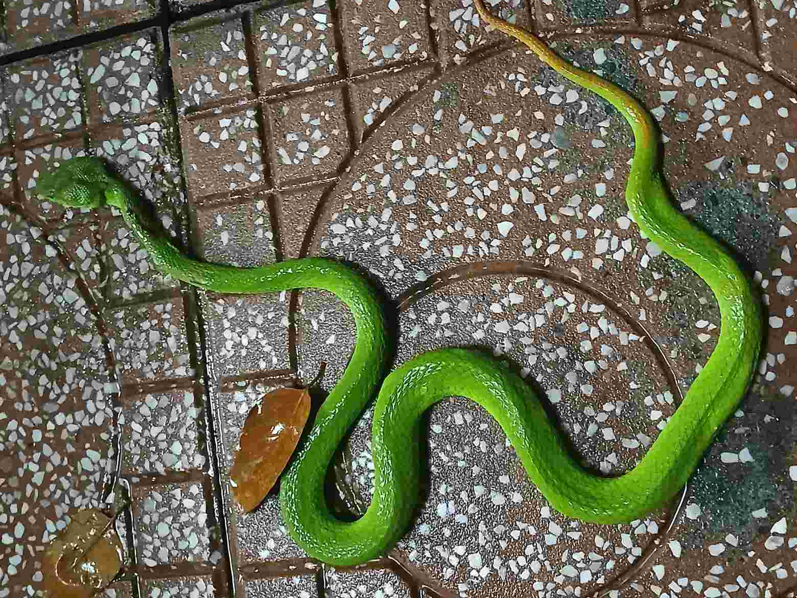 3 c&acirc;y dụ rắn v&agrave;o nh&agrave; v&agrave; 2 c&acirc;y khiến rắn sợ h&atilde;i bạn kh&ocirc;ng n&ecirc;n bỏ qua - Ảnh 1.