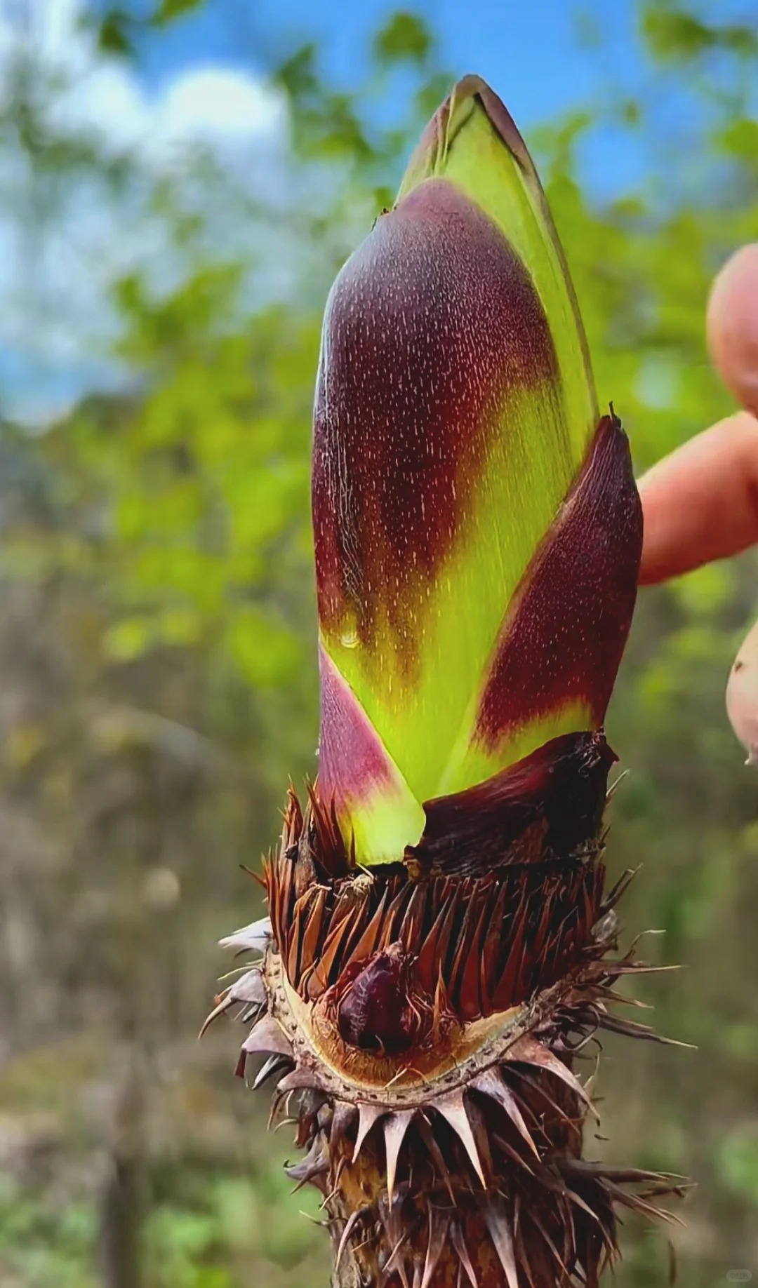 Thứ rau đặc sản lạ l&ugrave;ng ở chợ phi&ecirc;n Y T&yacute;: Ngoại h&igrave;nh "từ chối hiểu" nhưng x&agrave;o tỏi lại si&ecirc;u ngon, lỡ dịp l&agrave; m&ograve;n mỏi đợi sang năm- Ảnh 2.