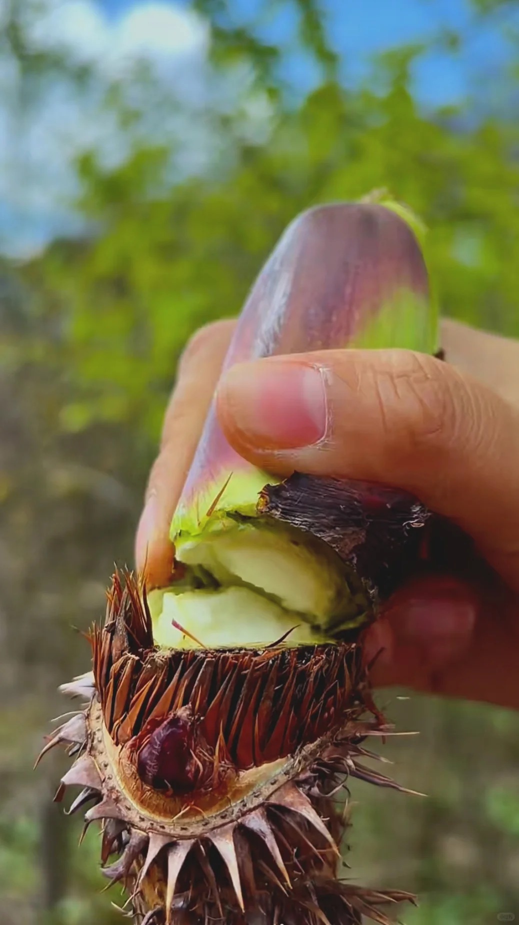 Thứ rau đặc sản lạ l&ugrave;ng ở chợ phi&ecirc;n Y T&yacute;: Ngoại h&igrave;nh "từ chối hiểu" nhưng x&agrave;o tỏi lại si&ecirc;u ngon, lỡ dịp l&agrave; m&ograve;n mỏi đợi sang năm- Ảnh 4.