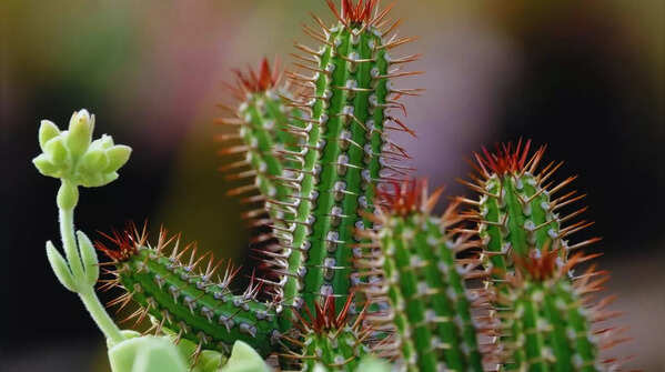 7 loại c&acirc;y kh&ocirc;ng bao giờ n&ecirc;n đặt gần cửa ch&iacute;nh - Ảnh 1.