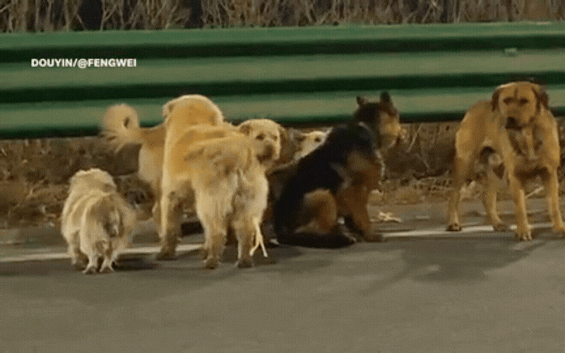 Câu chuyện Cảm động về 7 chú chó trốn kẻ trộm và sự thật bất ngờ năm 2026 - Ảnh 2. Câu chuyện Cảm động về 7 chú chó trốn kẻ trộm và sự thật bất ngờ năm 2026 - Ảnh 2.