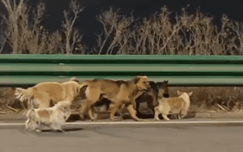 Câu chuyện Cảm động về 7 chú chó trốn kẻ trộm và sự thật bất ngờ năm 2026 - Ảnh 1. Câu chuyện Cảm động về 7 chú chó trốn kẻ trộm và sự thật bất ngờ năm 2026 - Ảnh 1.