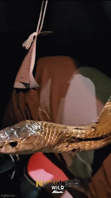 Chuyên gia bắt rắn... - Ảnh 2.