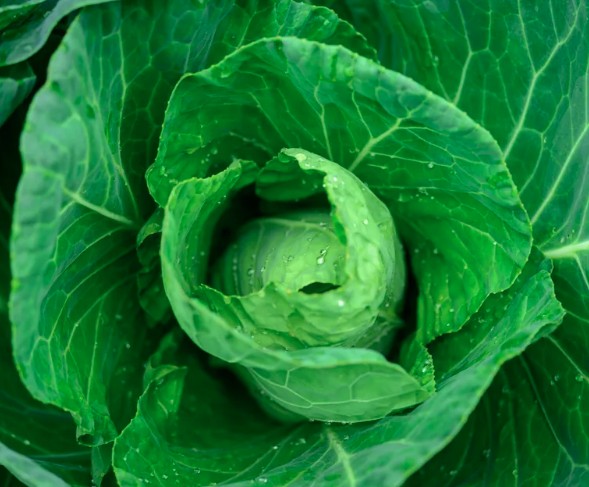 7 loại rau n&ecirc;n được trồng ngay b&acirc;y giờ - Ảnh 1.