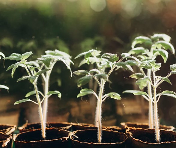 7 loại rau n&ecirc;n được trồng ngay b&acirc;y giờ - Ảnh 7.