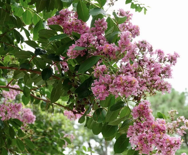 3 loại c&acirc;y cần được cắt tỉa ngay l&uacute;c n&agrave;y- Ảnh 1.