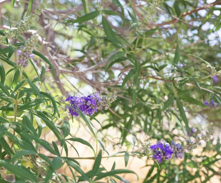 3 loại c&acirc;y cần được cắt tỉa ngay l&uacute;c n&agrave;y- Ảnh 2.