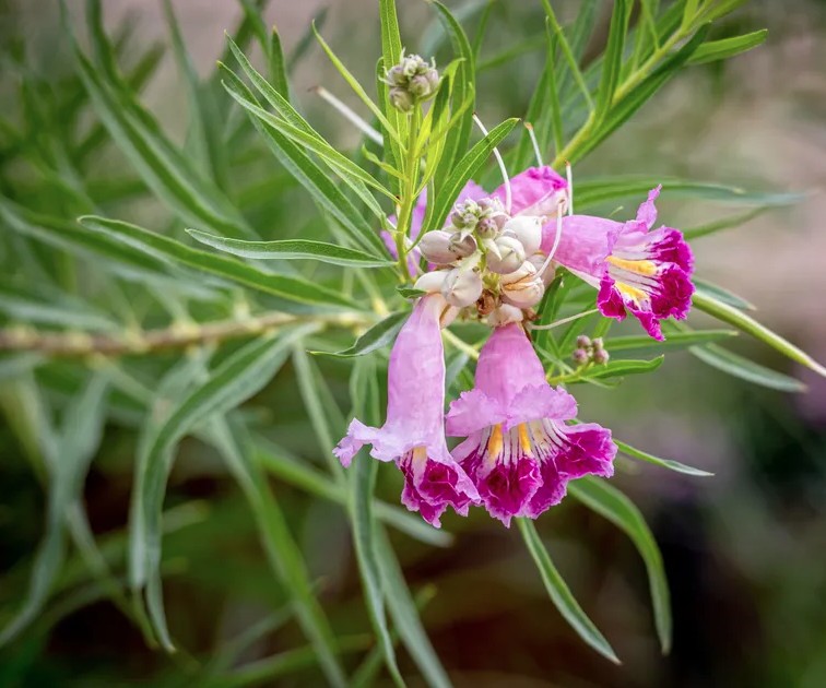 3 loại c&acirc;y cần được cắt tỉa ngay l&uacute;c n&agrave;y- Ảnh 3.