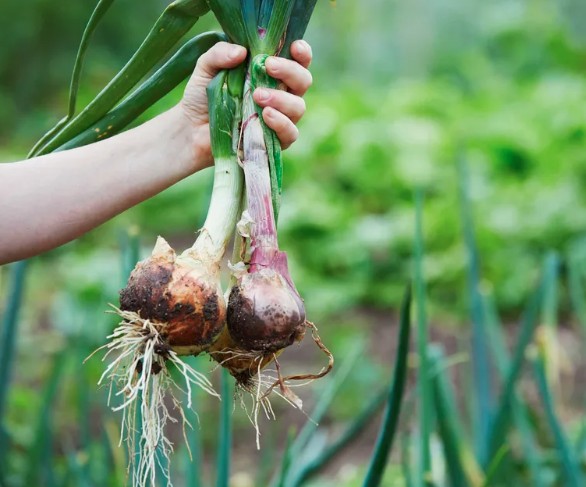 7 loại rau n&ecirc;n được trồng ngay b&acirc;y giờ - Ảnh 2.