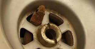 4 nơi rắn dễ b&ograve; v&agrave;o trong nh&agrave; bạn cần ch&uacute; &yacute; năm - Ảnh 2.