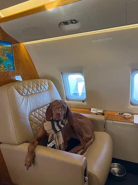 Đại gia thu&ecirc; chuy&ecirc;n cơ chở th&uacute; cưng rời Dubai trong bối cảnh bất ổn - Ảnh 1.