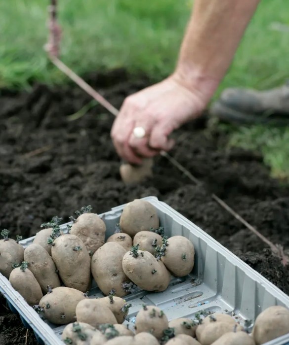7 loại rau n&ecirc;n được trồng ngay b&acirc;y giờ - Ảnh 6.