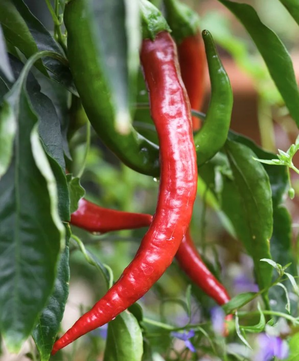 7 loại rau n&ecirc;n được trồng ngay b&acirc;y giờ - Ảnh 4.