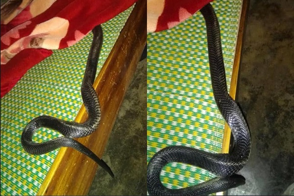 4 nơi rắn dễ b&ograve; v&agrave;o trong nh&agrave; bạn cần ch&uacute; &yacute; năm - Ảnh 3.