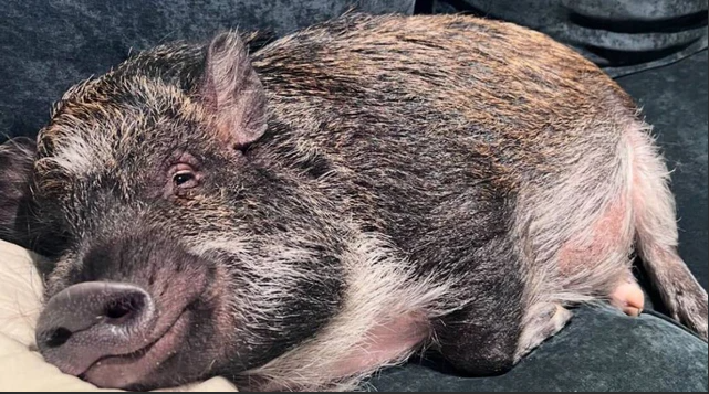 Một ch&uacute; lợn vừa lập kỷ lục Guiness thế giới, lượng follow "b&aacute; đạo", g&acirc;y sốc cộng đồng mạng - Ảnh 1.