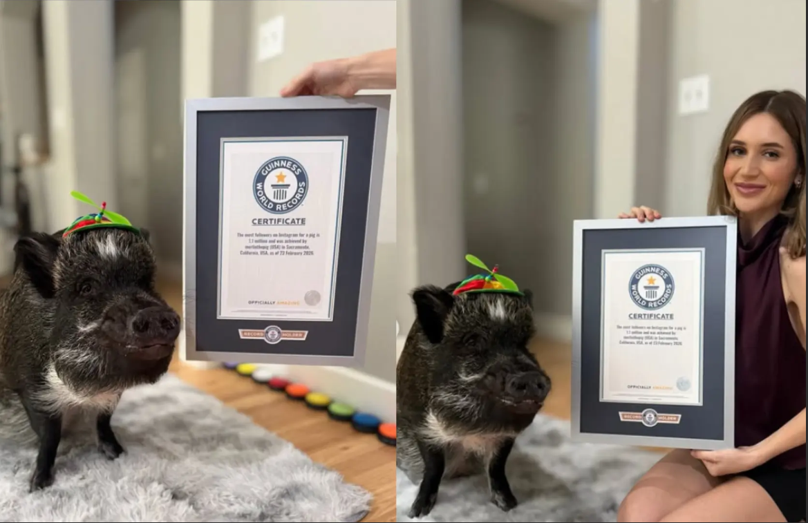 Một ch&uacute; lợn vừa lập kỷ lục Guiness thế giới, lượng follow "b&aacute; đạo", g&acirc;y sốc cộng đồng mạng - Ảnh 2.