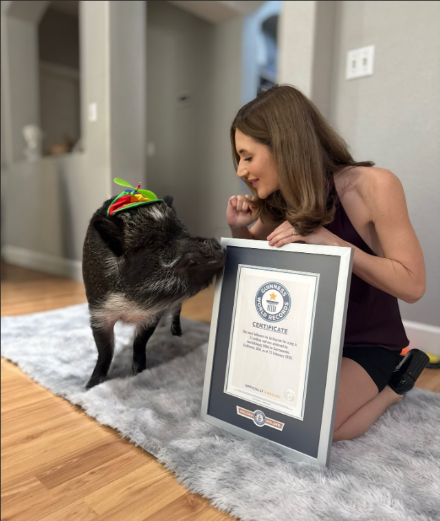 Một ch&uacute; lợn vừa lập kỷ lục Guiness thế giới, lượng follow "b&aacute; đạo", g&acirc;y sốc cộng đồng mạng - Ảnh 4.