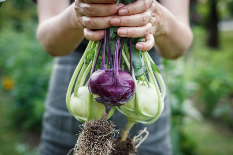 7 loại rau n&ecirc;n được trồng ngay b&acirc;y giờ - Ảnh 3.