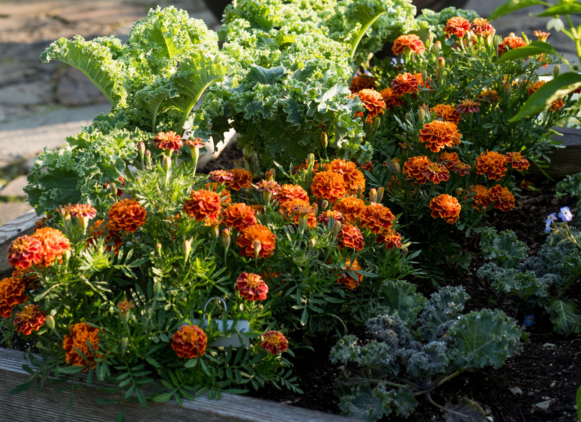 - Ảnh 2. - Ảnh 2.