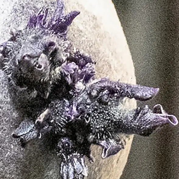 Phi h&agrave;nh gia NASA c&ocirc;ng bố bức ảnh trứng người ngo&agrave;i h&agrave;nh tinh g&acirc;y x&ocirc;n xao mạng x&atilde; hội - Ảnh 2.