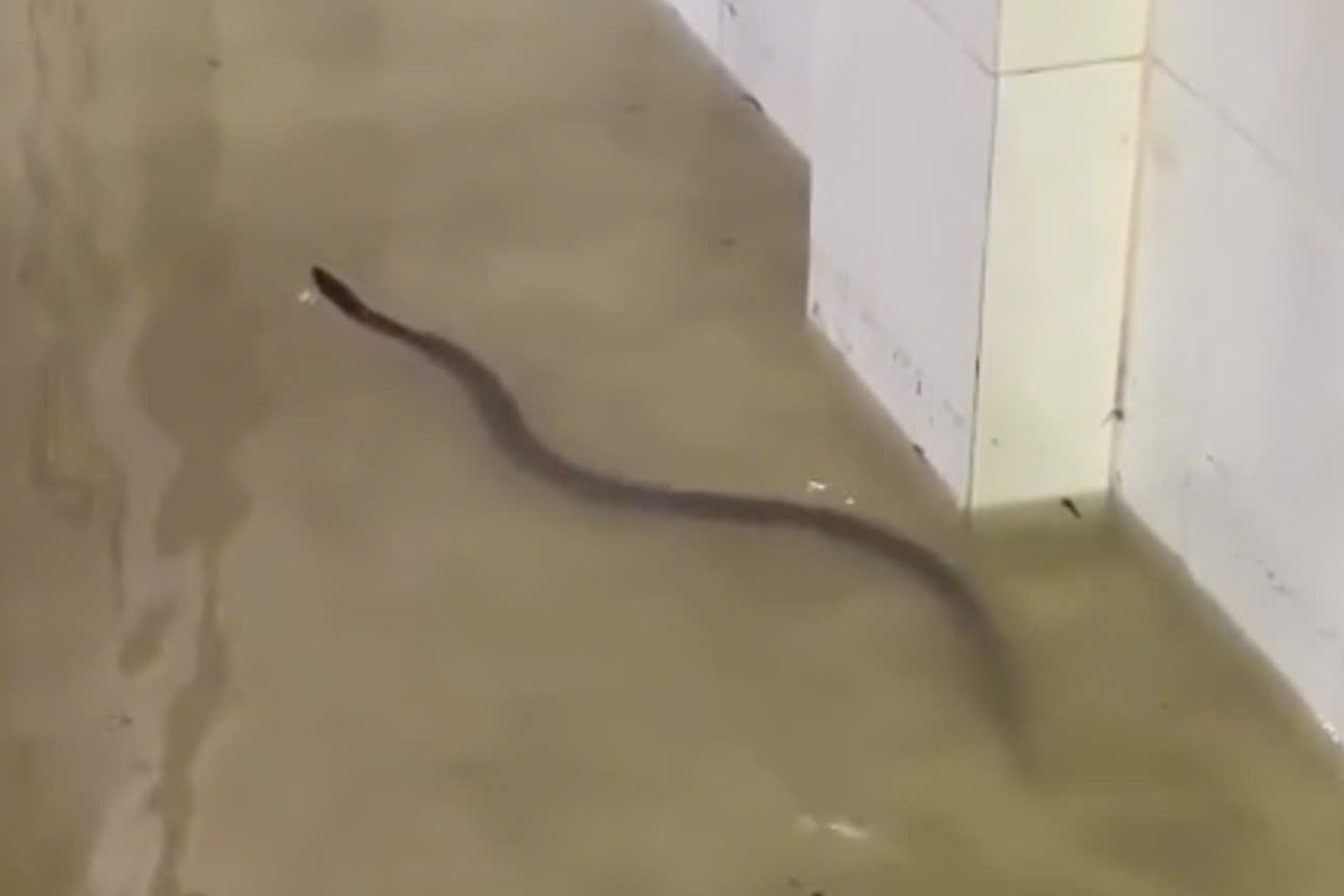 Rắn b&ograve; v&agrave;o nh&agrave; sạch sẽ: 6 nguy&ecirc;n nh&acirc;n kh&ocirc;ng ngờ tới năm 2026 - Ảnh 2.