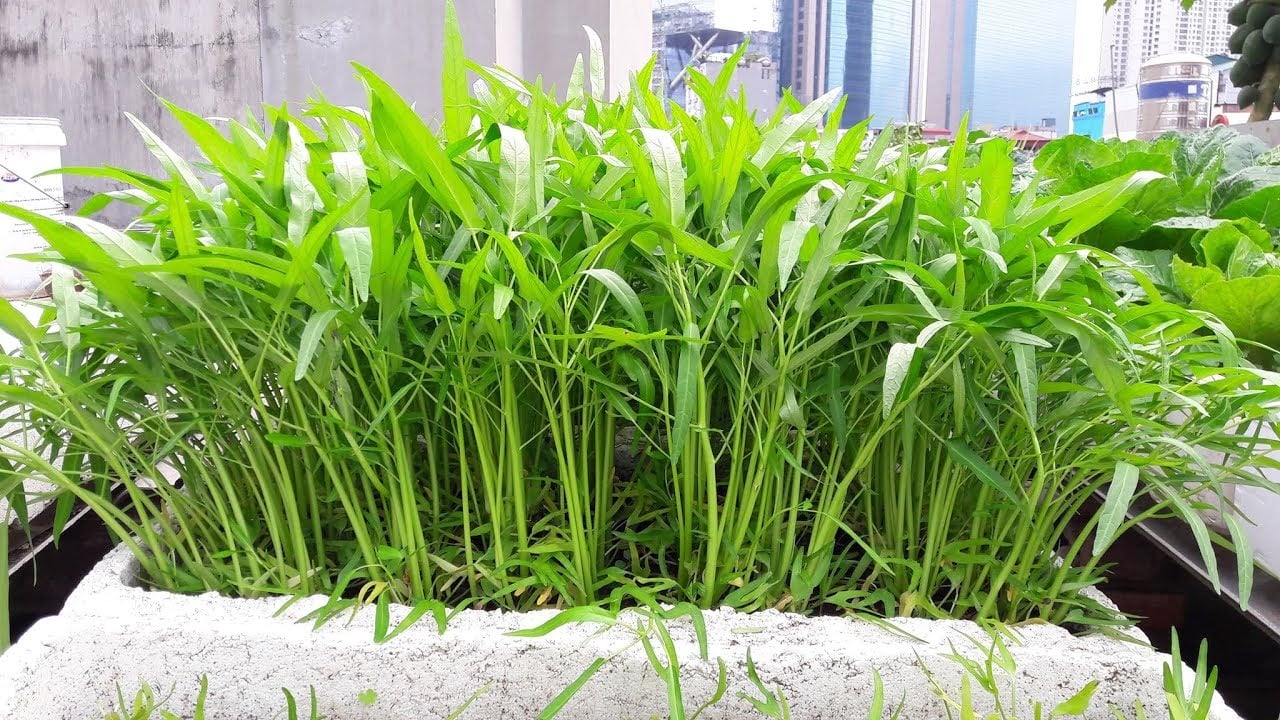 6 loại rau củ rất ph&ugrave; hợp để trồng ngay tại thời điểm n&agrave;y - Ảnh 6.