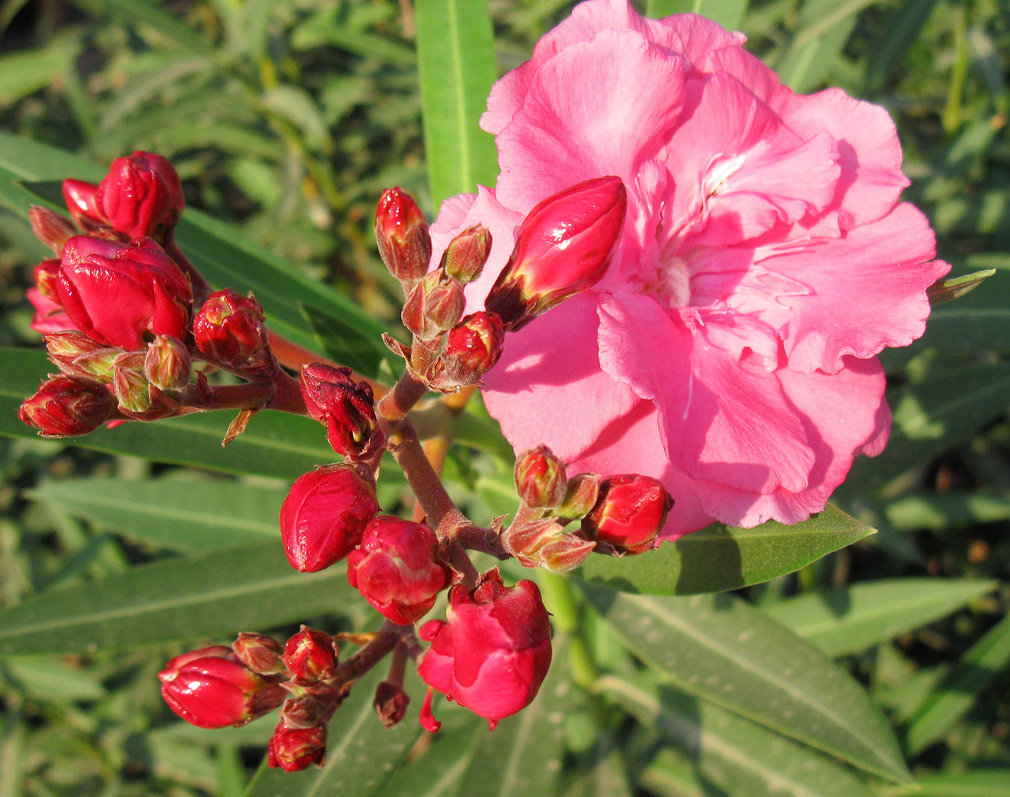 Loại cây “gọi” rắn tới nhà, chứa chất cực độc: Nhiều gia đình trồng mà không biết - Ảnh 2. Loại cây “gọi” rắn tới nhà, chứa chất cực độc: Nhiều gia đình trồng mà không biết - Ảnh 2.