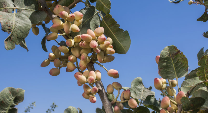 Đắt hơn sầu riêng, Việt Nam bất ngờ thu về hơn 100 triệu USD từ loại quả không tự trồng được, đã tiêu thụ khắp thế giới trong 8.000 năm qua - Ảnh 1.