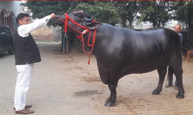 - Ảnh 2. - Ảnh 2.