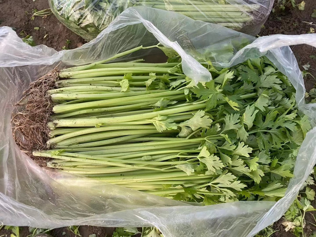 5 loại rau quen thuộc l&agrave; &ldquo;ổ chứa k&yacute; sinh tr&ugrave;ng&rdquo;: Mắt thường kh&ocirc;ng thấy, nhiều người vẫn v&ocirc; tư ăn sống- Ảnh 1.