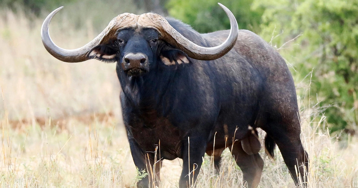 - Ảnh 1. - Ảnh 1.