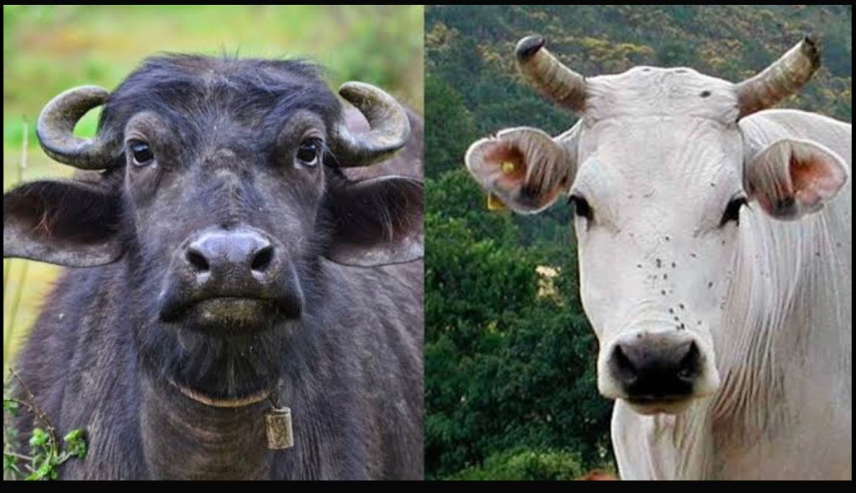 V&igrave; sao tr&acirc;u v&agrave; b&ograve; c&oacute; ngoại h&igrave;nh rất giống nhau nhưng gần như kh&ocirc;ng thể lai tạo với nhau? - Ảnh 1.