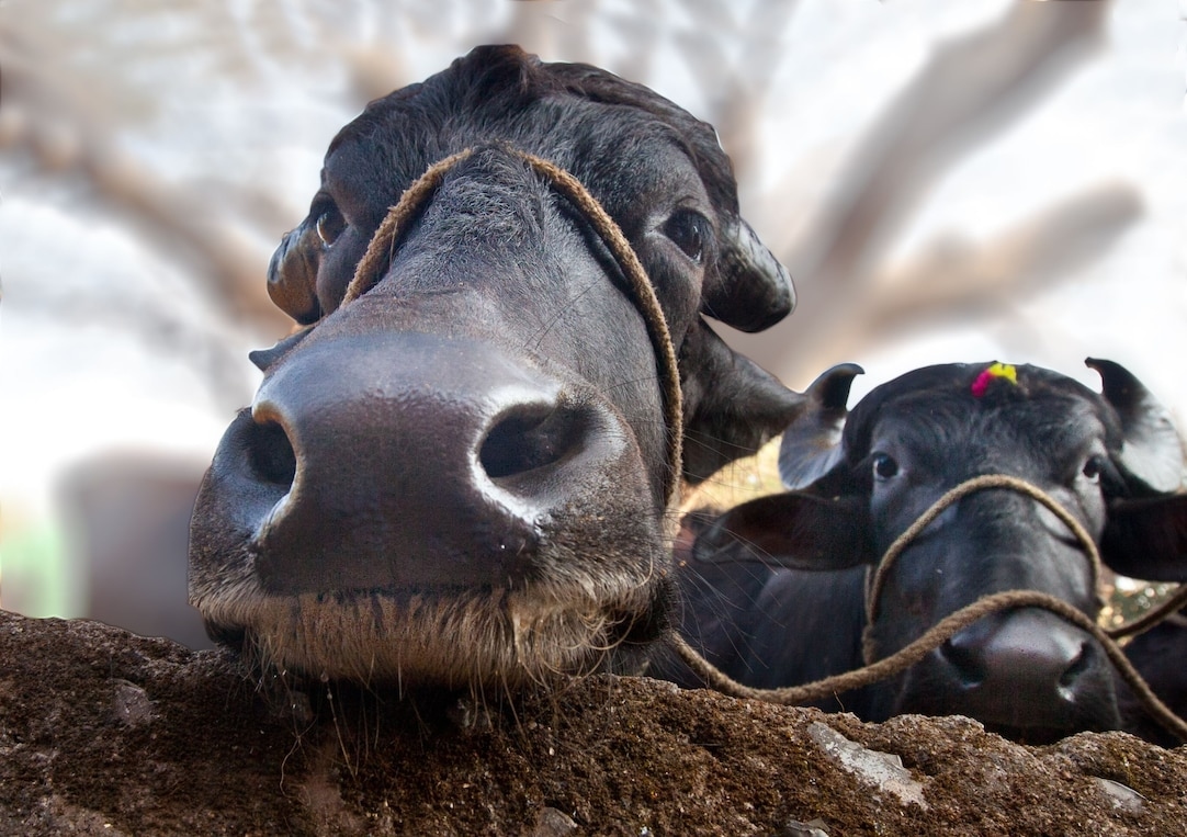 V&igrave; sao tr&acirc;u v&agrave; b&ograve; c&oacute; ngoại h&igrave;nh rất giống nhau nhưng gần như kh&ocirc;ng thể lai tạo với nhau? - Ảnh 3.