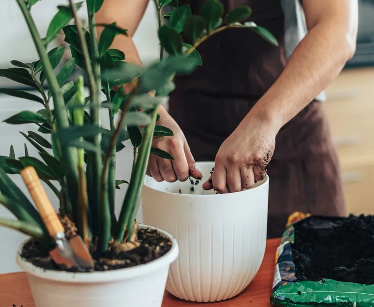 cay kim tien 3 1774856032801 1774856035109302406289